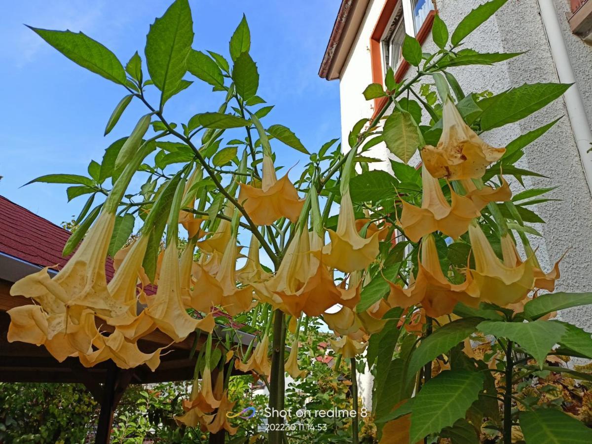 Urlaub Mit Charme In Der Kleinsten Stadt Der Pfalz. Obermoschel Dış mekan fotoğraf